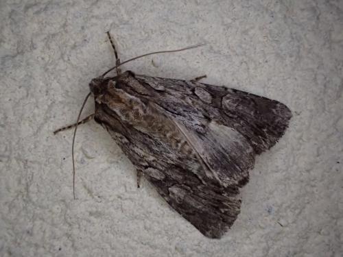 Réf. 305 109 : Apamea monoglypha